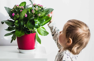 Cách chọn cây xanh cho gia đình có trẻ nhỏ