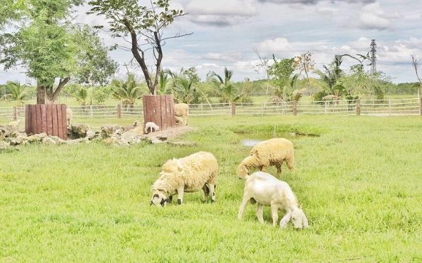 Du lịch trải nghiệm cho trẻ tại Thành Phố Hồ Chí Minh