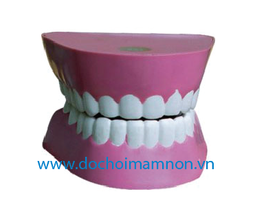 Mô hình hàm răng cho bé_TB 083